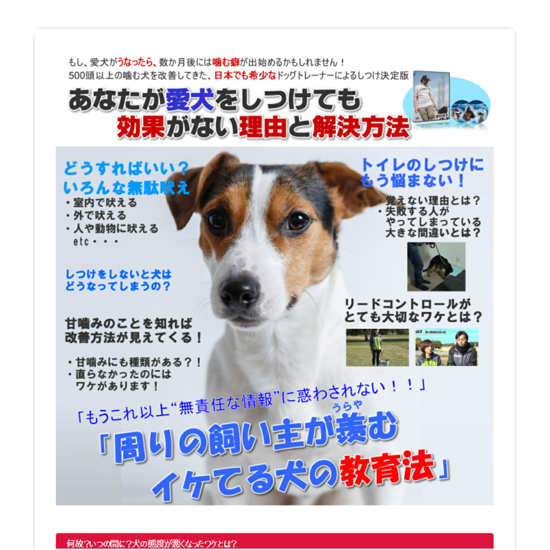 【愛犬しつけ講座２】「周りの飼い主が羨むイケてる犬の教育法」